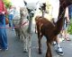 27.06.2025 16:00 Uhr Alpaka-Spaziergang mit Farmbesichtigung