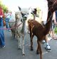 27.06.2025 16:00 Uhr Alpaka-Spaziergang mit Farmbesichtigung