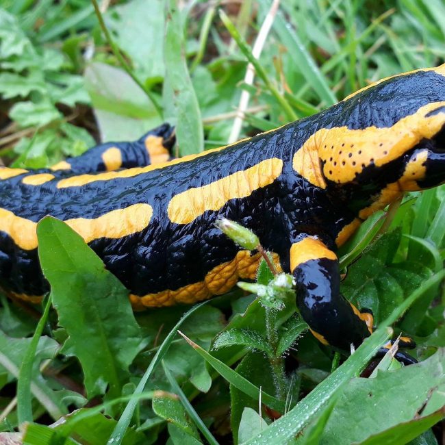 &#8222;Ennigerloh natürlich!&#8220; 07.05.2024 Artenschutz praktisch hautnah