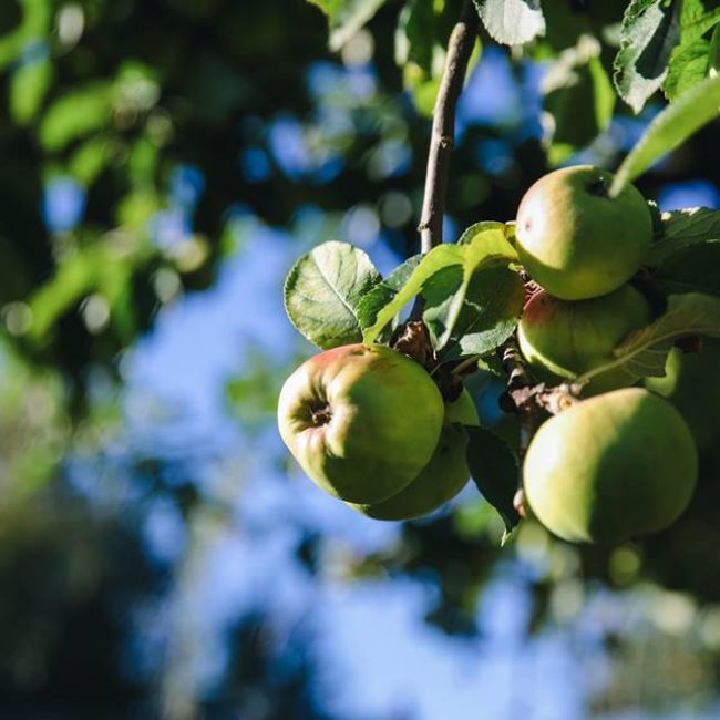 10. Apfelfest – 29.09.-01.10.2017