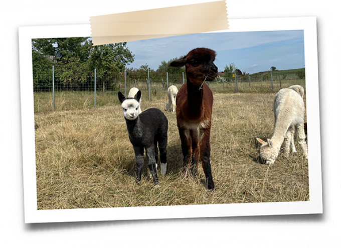 Traum Alpakas