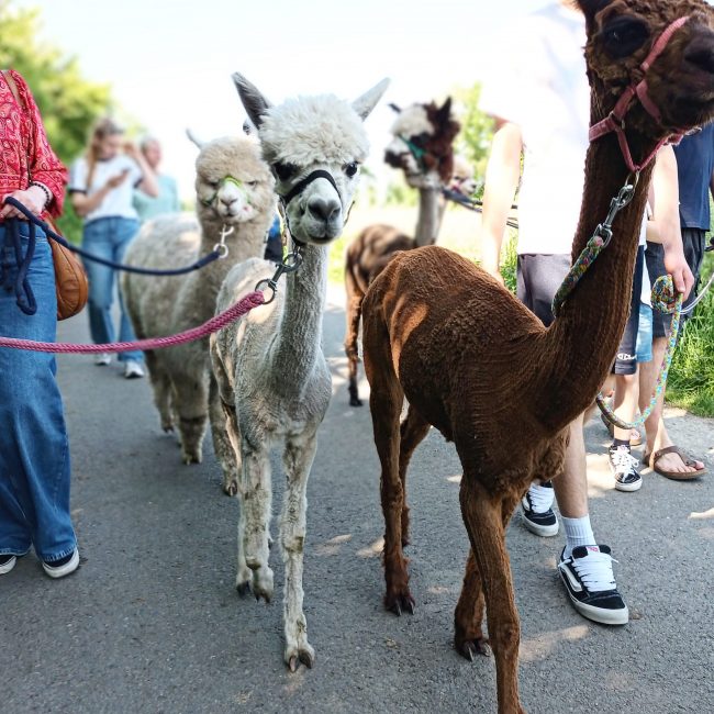 27.06.2025 16:00 Uhr Alpaka-Spaziergang mit Farmbesichtigung